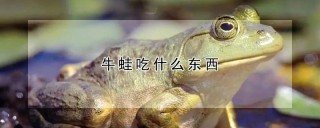 牛蛙吃什么东西,第1图