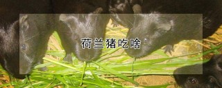 荷兰猪吃啥,第1图