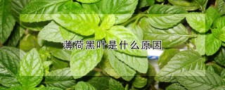 薄荷黑叶是什么原因,第1图