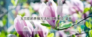 玉兰花的养殖方法和注意事项 盆栽,第1图