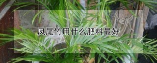 凤尾竹用什么肥料最好,第1图