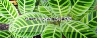 竹芋叶子干枯卷曲要不要剪掉,第1图