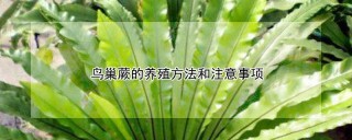 鸟巢蕨的养殖方法和注意事项,第1图