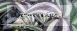 吊竹梅夏天能施肥吗,第1图