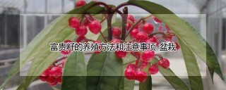 富贵籽的养殖方法和注意事项 盆栽,第1图