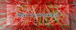 网球花可以种在家里吗,第1图