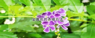 金露花的养殖方法,第1图