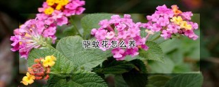 驱蚊花怎么养,第1图