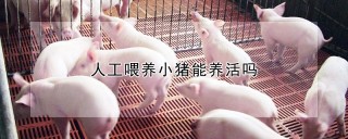 人工喂养小猪能养活吗,第1图