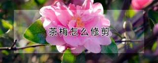 茶梅怎么修剪,第1图