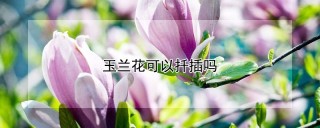 玉兰花可以扦插吗,第1图