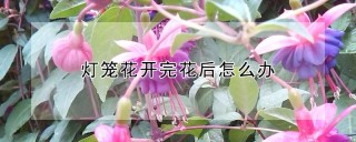 灯笼花开完花后怎么办,第1图