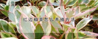 红边椒草怎么养殖方法,第1图