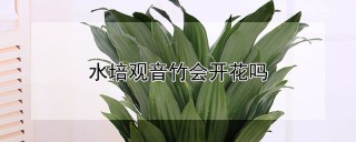 水培观音竹会开花吗,第1图