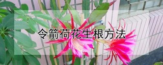 令箭荷花生根方法,第1图