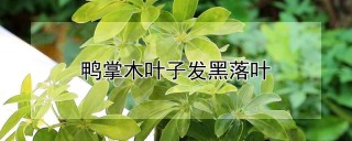 鸭掌木叶子发黑落叶,第1图