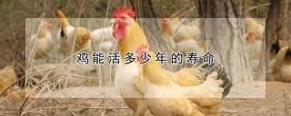 鸡能活多少年的寿命,第1图