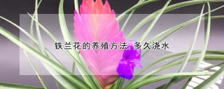 铁兰花的养殖方法,多久浇水,第1图