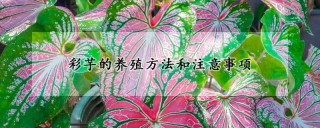 彩芋的养殖方法和注意事项,第1图