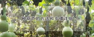 种葫芦的方法和步骤详细,第1图