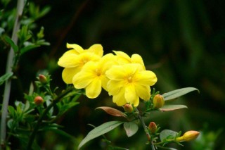 北方春天适合种什么花，迎春花/丁香花/玉簪花/茶花,第1图