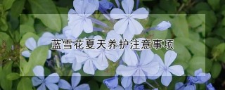 蓝雪花夏天养护注意事项,第1图