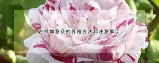 吉祥如意花的养殖方法和注意事项,第1图