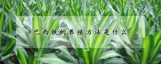 巴西铁的养殖方法是什么,第1图