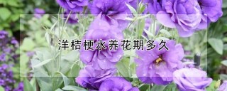 洋桔梗水养花期多久,第1图