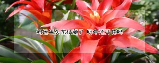 鸿运当头花枯萎了 明年还开花吗,第1图