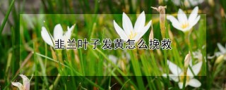 韭兰叶子发黄怎么挽救,第1图