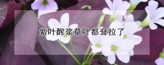 紫叶醡浆草叶都耷拉了,第1图