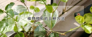 植物修剪的五种方法,第1图