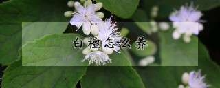 白檀怎么养,第1图