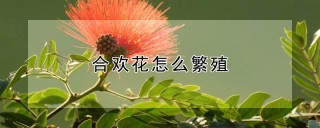 合欢花怎么繁殖,第1图