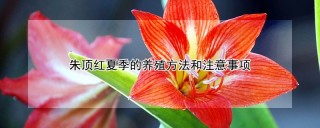 朱顶红夏季的养殖方法和注意事项,第1图