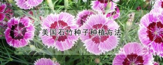 美国石竹种子种植方法,第1图