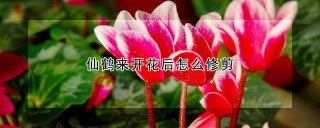 仙鹤来开花后怎么修剪,第1图