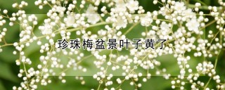 珍珠梅盆景叶子黄了,第1图