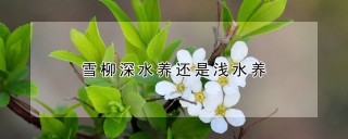 雪柳深水养还是浅水养,第1图