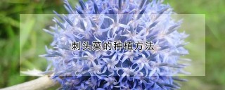 刺头菜的种植方法,第1图