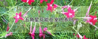 五角星花能在室内养吗,第1图