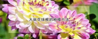 大丽花球根的种植方法,第1图