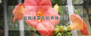 盆栽凌霄花的养殖方法,第1图