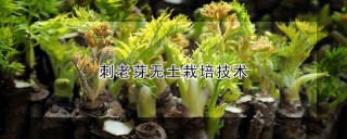 刺老芽无土栽培技术,第1图