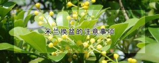 米兰换盆的注意事项,第1图