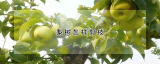 梨树怎样剪枝,第1图