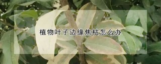 植物叶子边缘焦枯怎么办,第1图