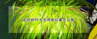 龙须树叶子冻得耷拉着怎么救,第1图