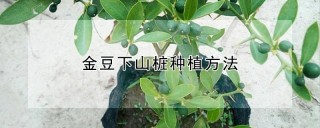 金豆下山桩种植方法,第1图